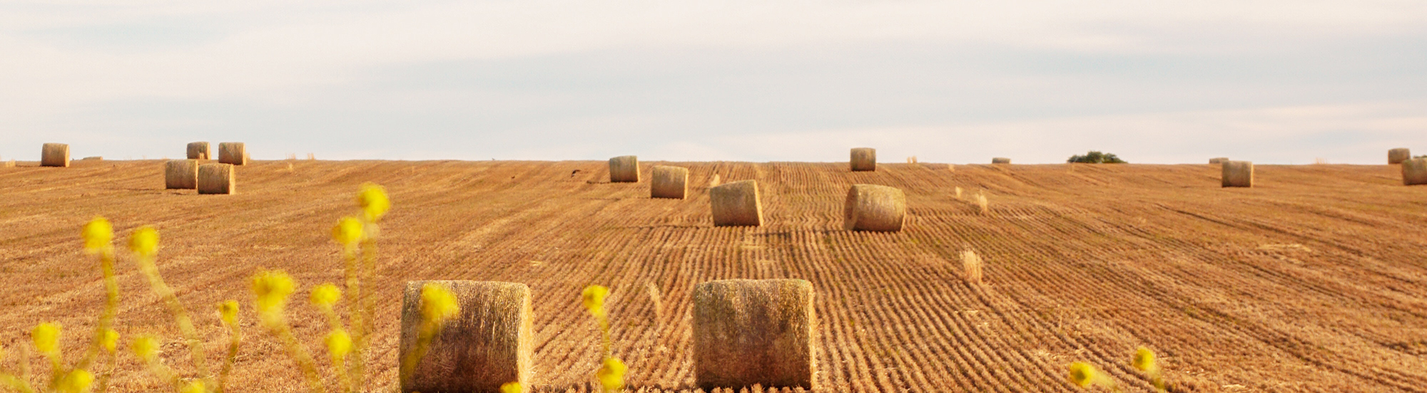 La contractualisation écrite obligatoire pour la vente de matières premières agricoles protège-t-elle les agriculteurs ?